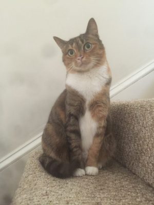 Customer ServiceHouse Sitter