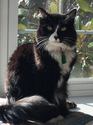 Office SupervisorPet Sitter