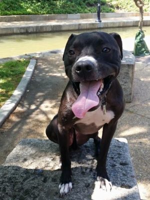 Customer ServiceDog Walker