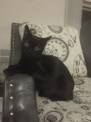 FinanceCat Sitter
